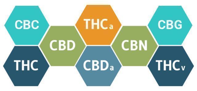 COMMENT LE CBD AFFECTERATIL VOTRE CORPS ?