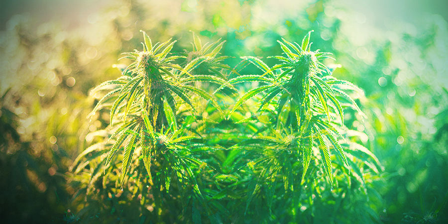 COMMENT CHOISIR LA BONNE VARIÉTÉ DE CANNABIS EN ALLEMAGNE