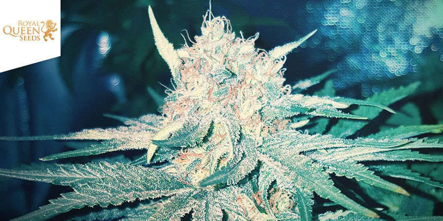 Skunk XL (Royal Queen Seeds)