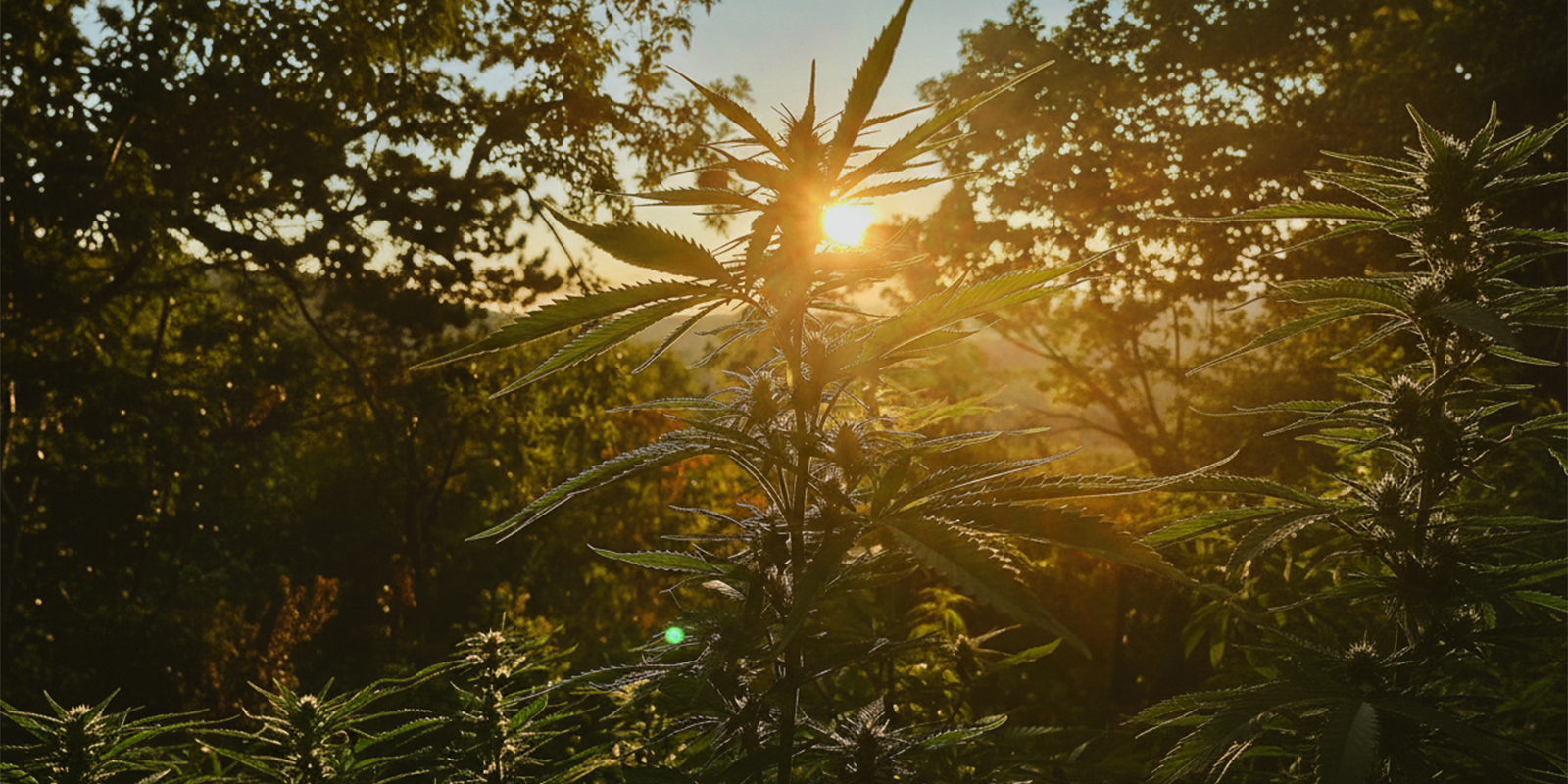 Un point de d&eacute;part fiable pour cultiver en ext&eacute;rieur en Allemagne