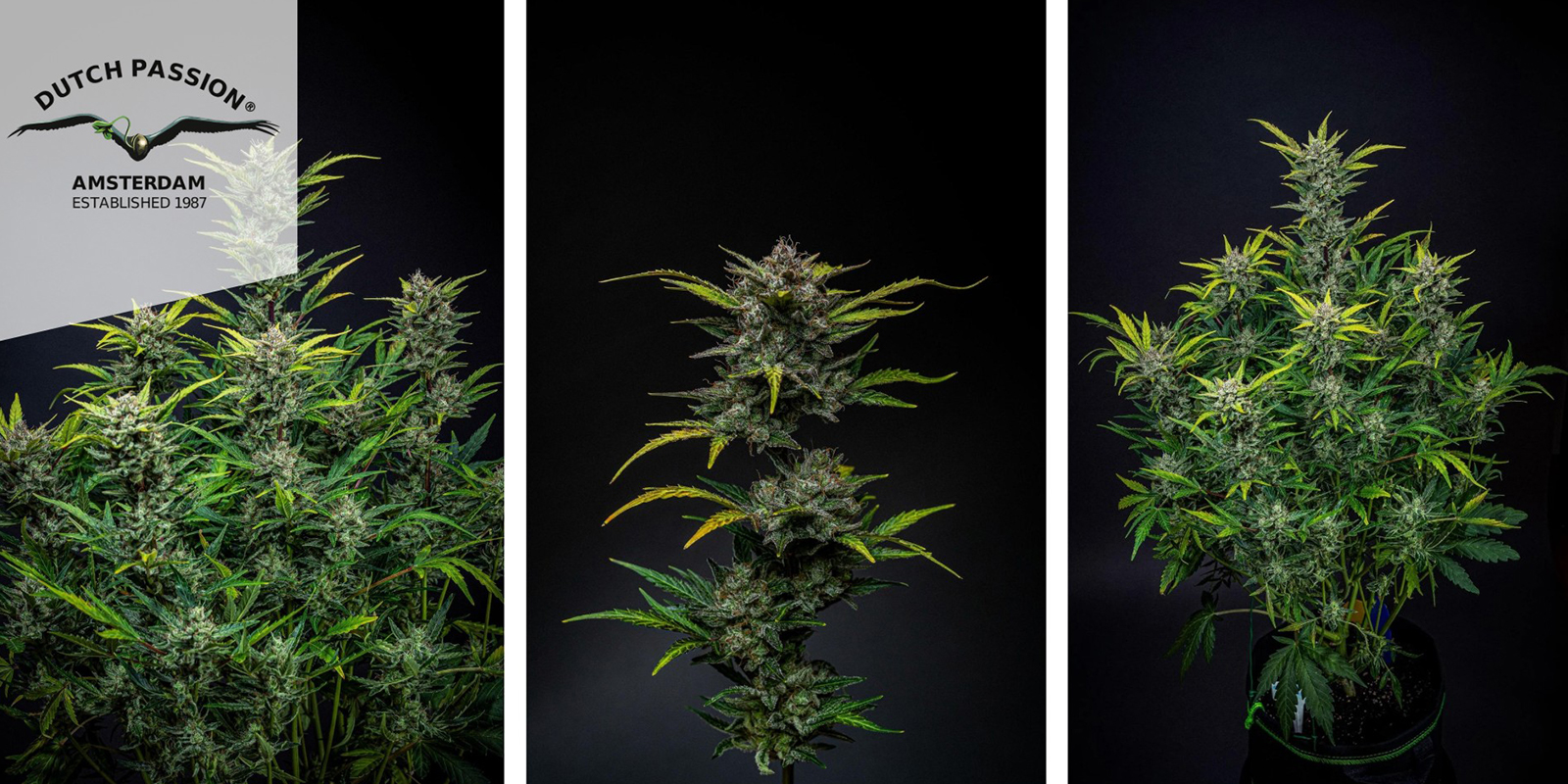 Blueberry Auto (Dutch Passion)