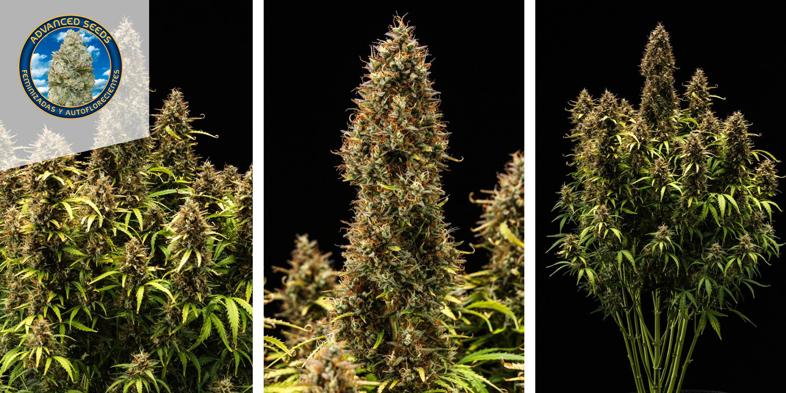 Critical Mass (Advanced Seeds)