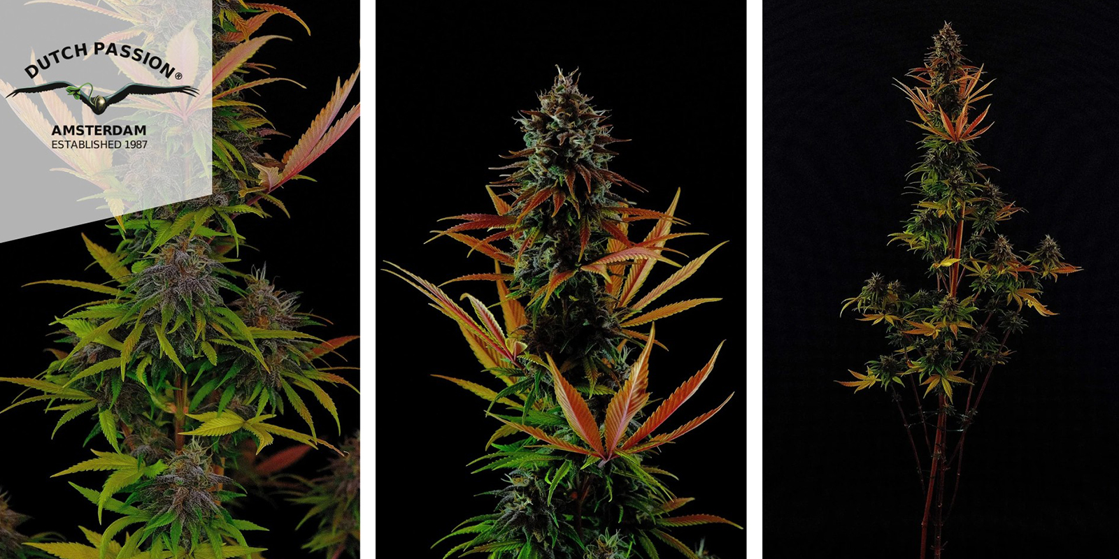 Durban Poison (Dutch Passion)