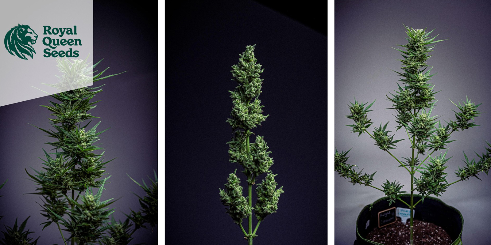 Royal Creamatic Auto (Royal Queen Seeds)