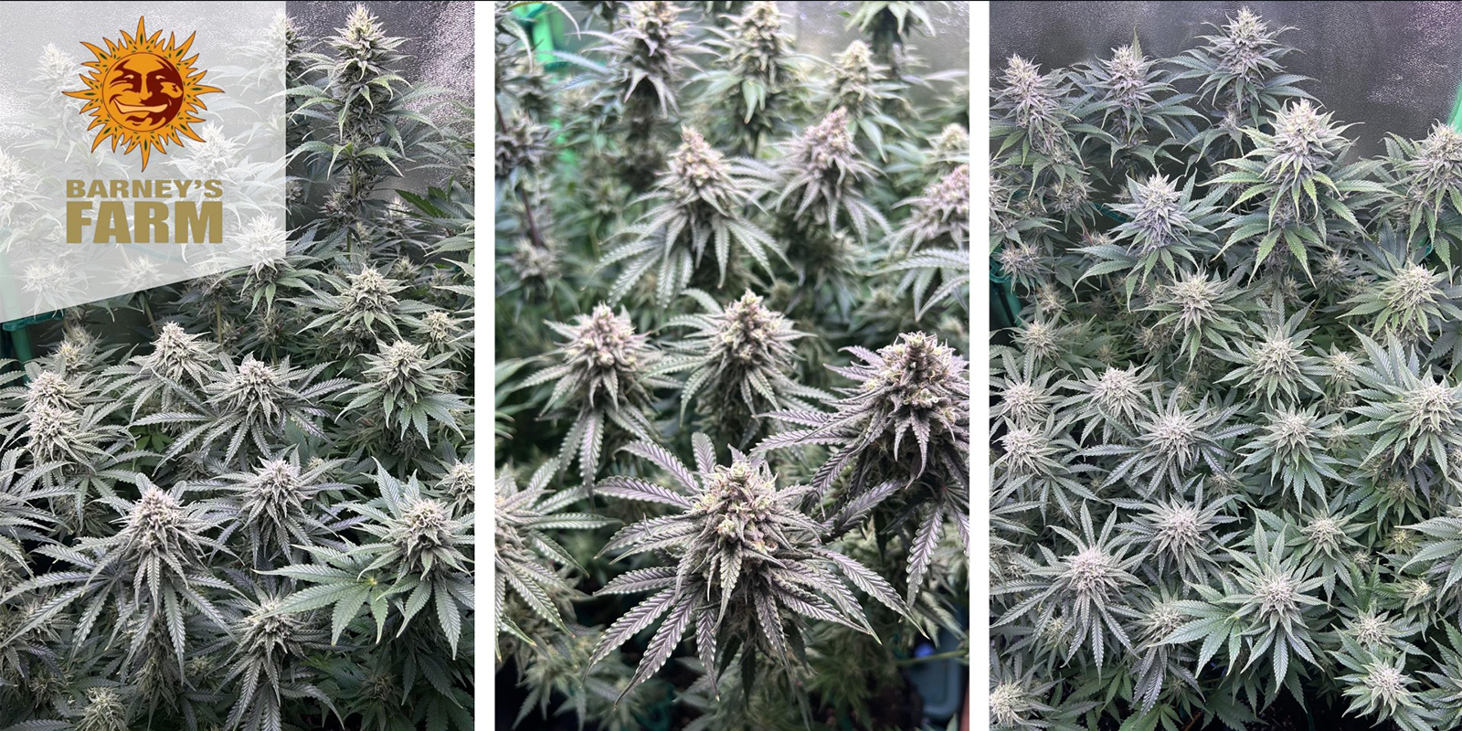 Critical Kush (Barney's Farm) féminisée Critical Kush (Barney's Farm) féminisée