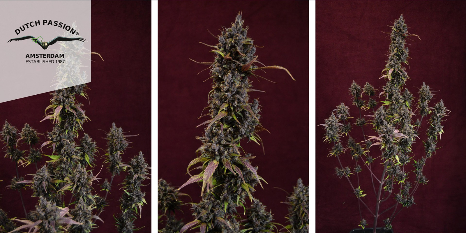 Auto Blackberry Kush (Dutch Passion) féminisée Auto Blackberry Kush (Dutch Passion) féminisée