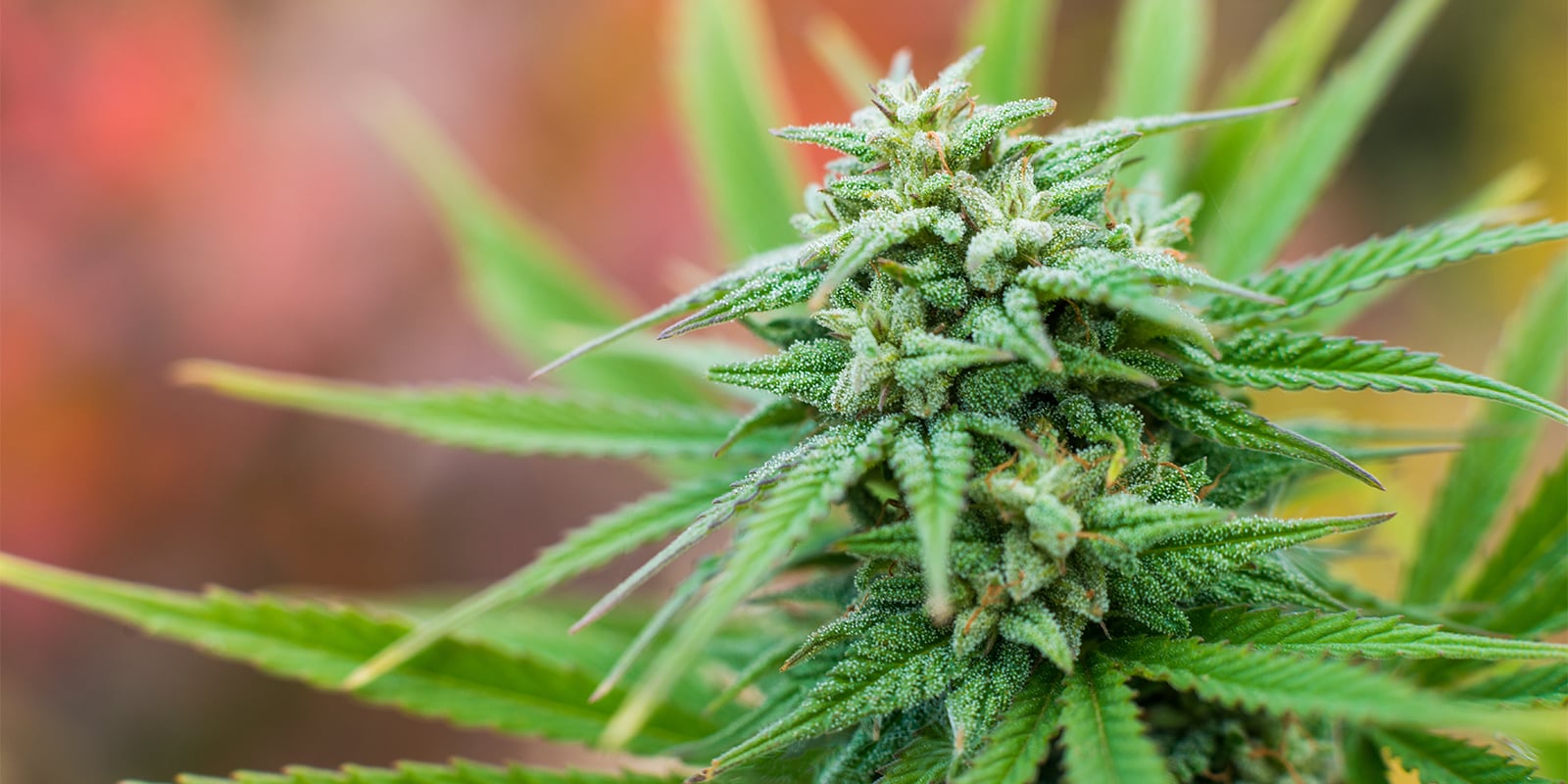 Conseils pratiques pour cultiver en extérieur en France Conseils pratiques pour cultiver en extérieur en France