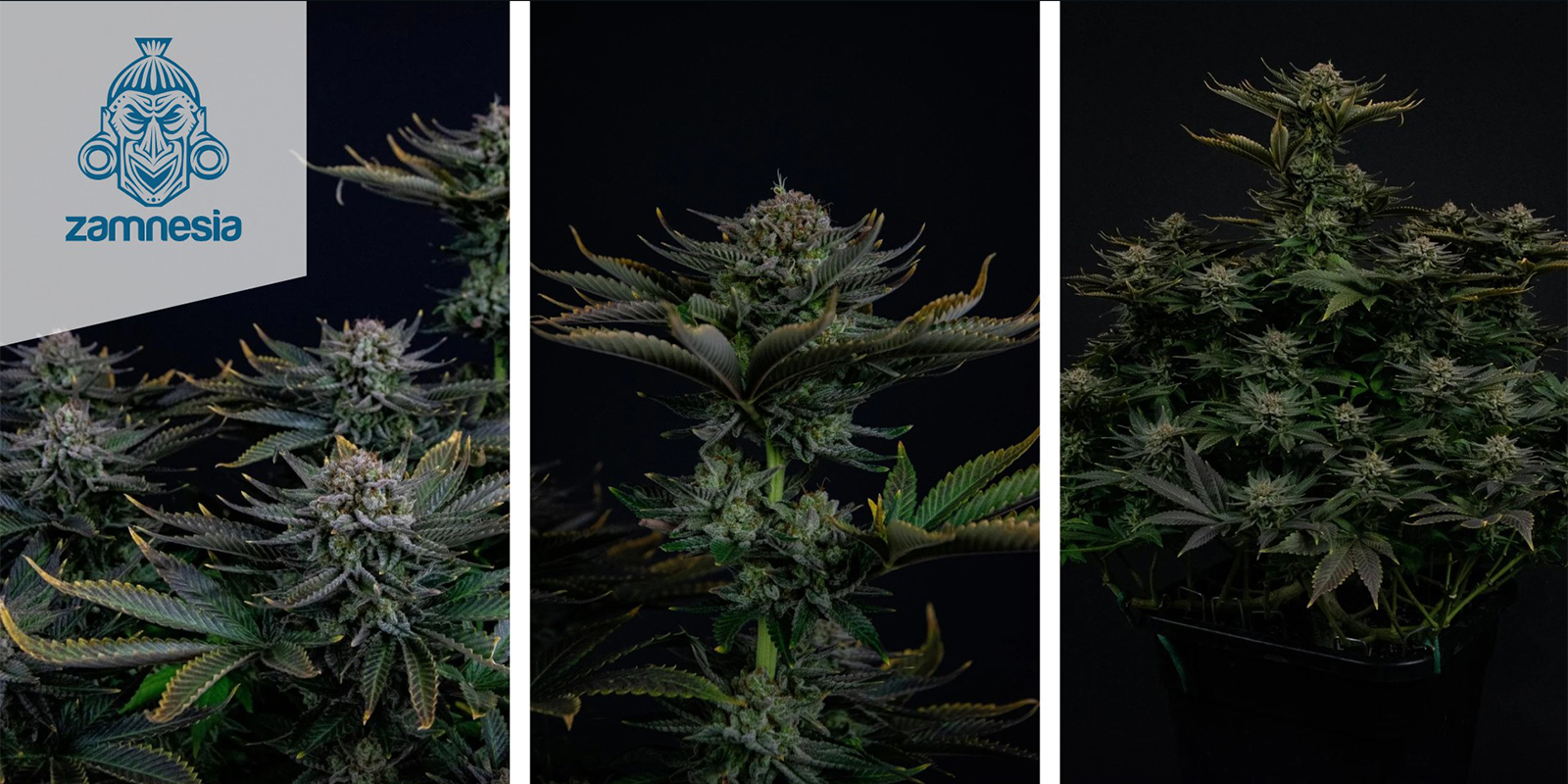 Runtz (Zamnesia Seeds) féminisée Runtz (Zamnesia Seeds) féminisée