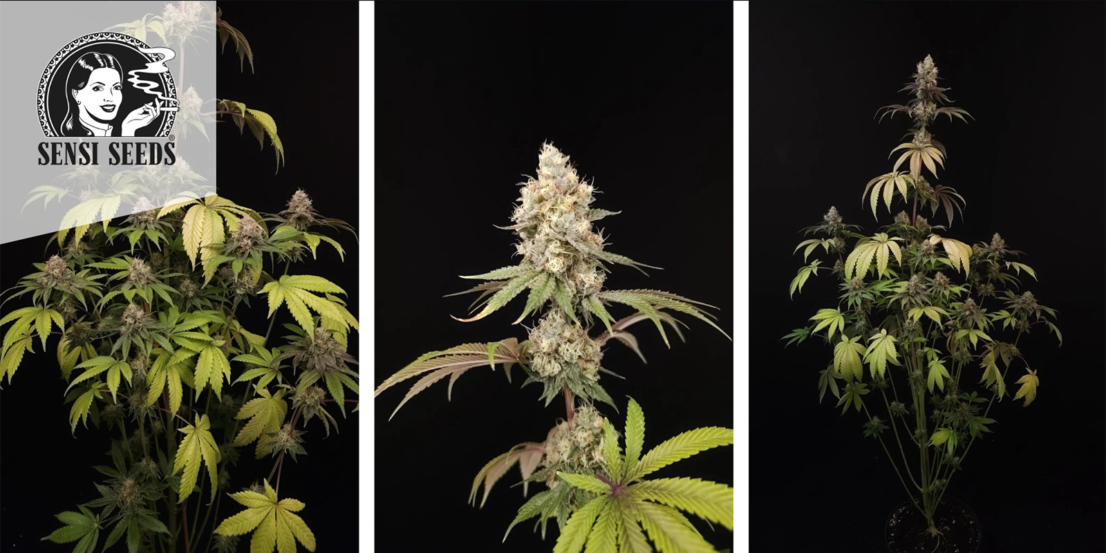 Super Skunk (Sensi Seeds) féminisée Super Skunk (Sensi Seeds) féminisée