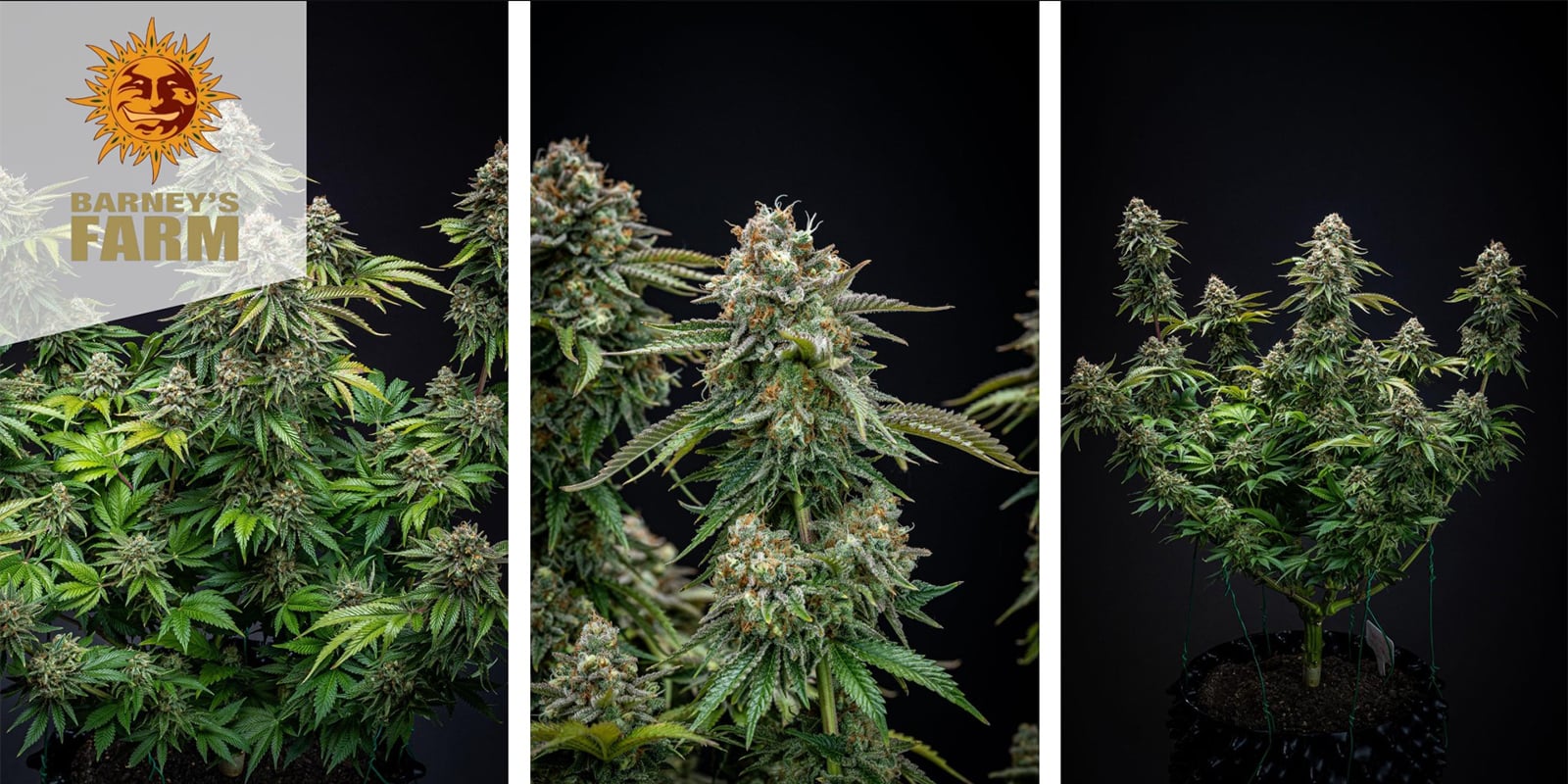 Zkittlez OG Auto (Barney's Farm) féminisée Zkittlez OG Auto (Barney's Farm) féminisée