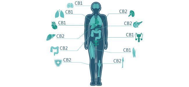 Cannabis Effets Sur Les Personnes Malades