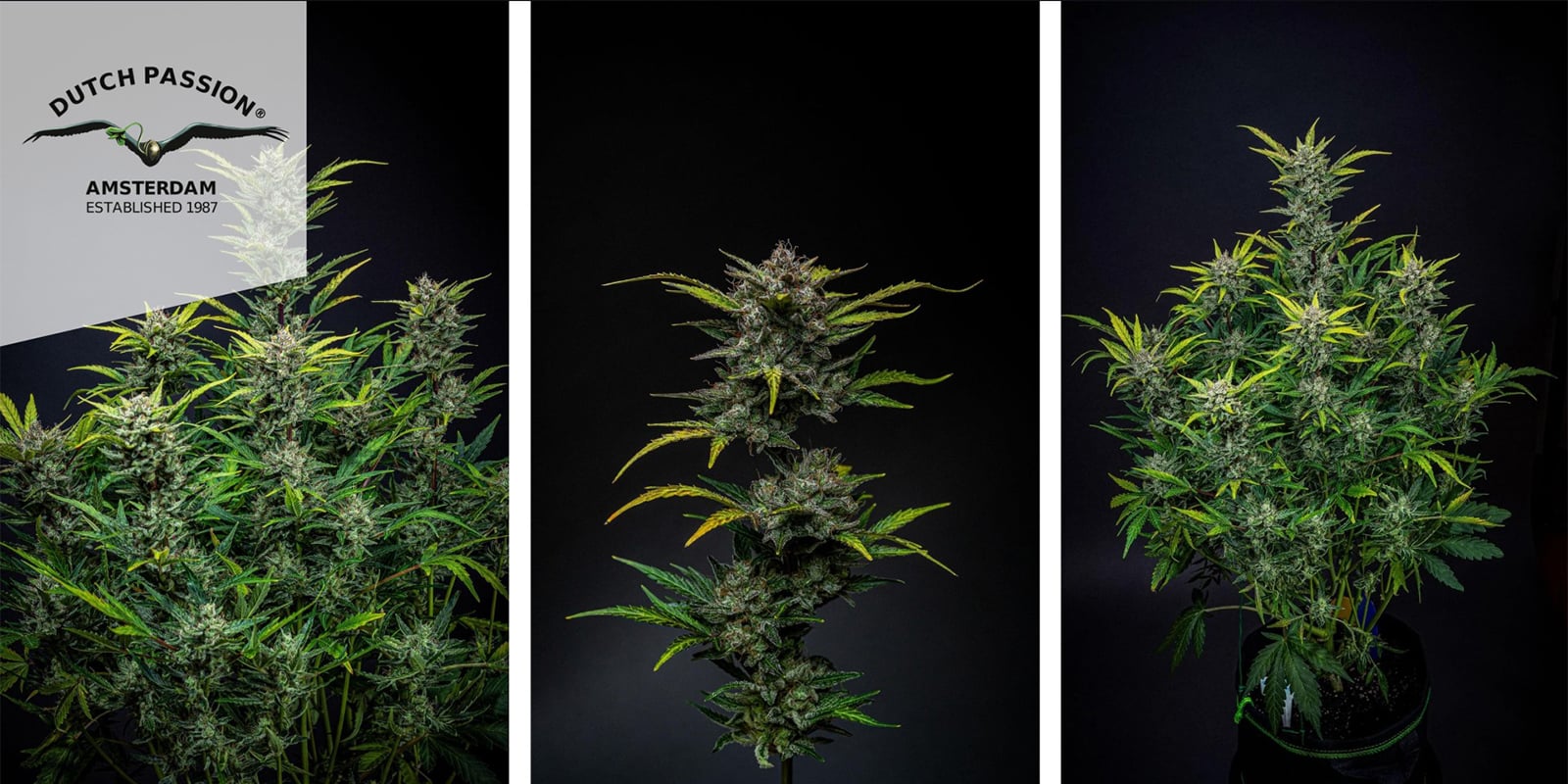 Auto Blueberry (Dutch Passion) féminisée Auto Blueberry (Dutch Passion) féminisée