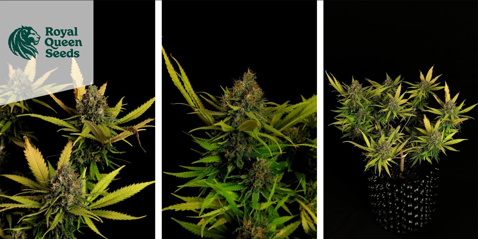Critical (Royal Queen Seeds) féminisée Critical (Royal Queen Seeds) féminisée