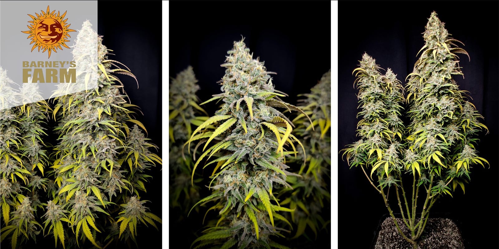 LSD (Barney’s Farm) féminisée LSD (Barney’s Farm) féminisée