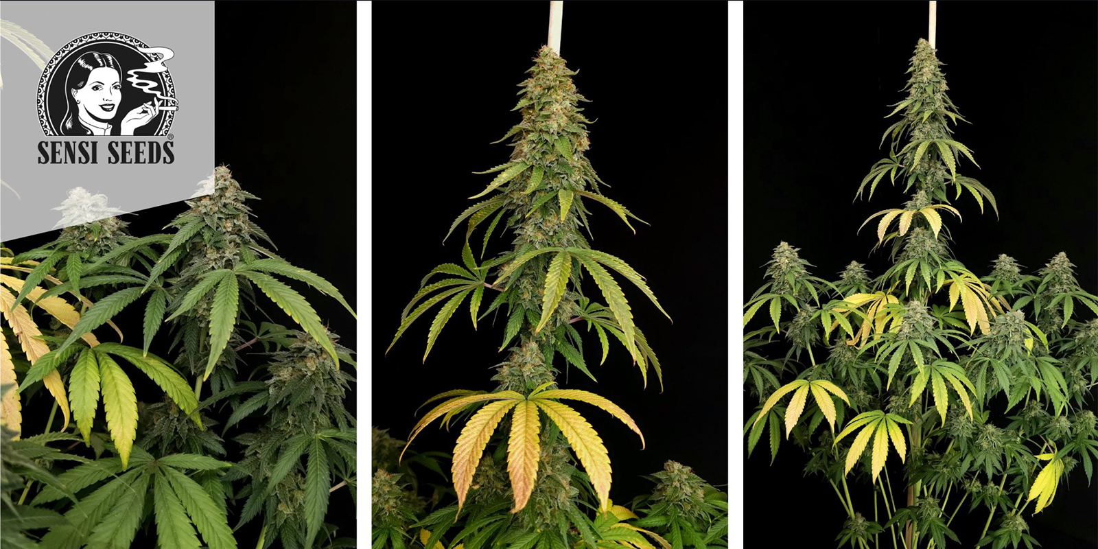 Shiva Skunk (Sensi Seeds) féminisée Shiva Skunk (Sensi Seeds) féminisée