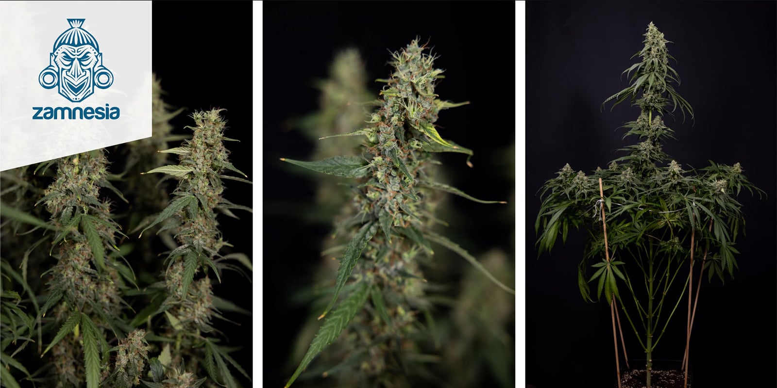 Tropicana Cookies (Zamnesia Seeds) féminisée Tropicana Cookies (Zamnesia Seeds) féminisée