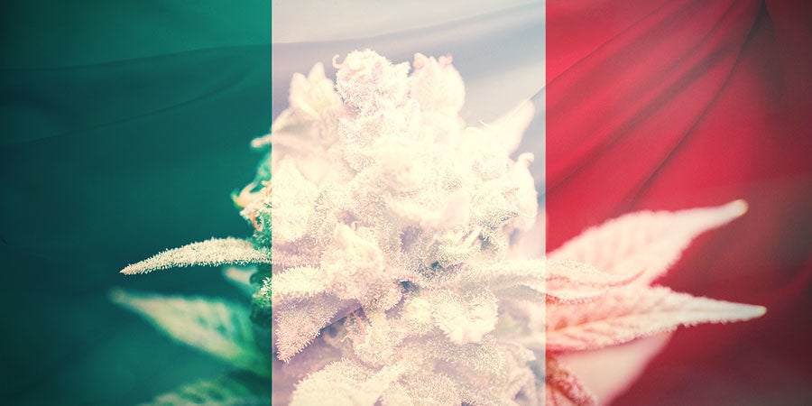 COMMENT CHOISIR LES BONNES VARIÉTÉS DE CANNABIS EN ITALIE