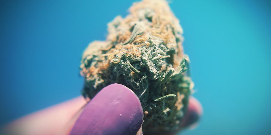 Cannabis Plus C’est Collant, Mieux C’est