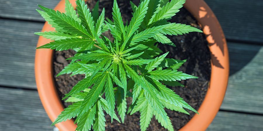 Cultivez Des Variétés De Cannabis CBD Dès Aujourd'Hui !