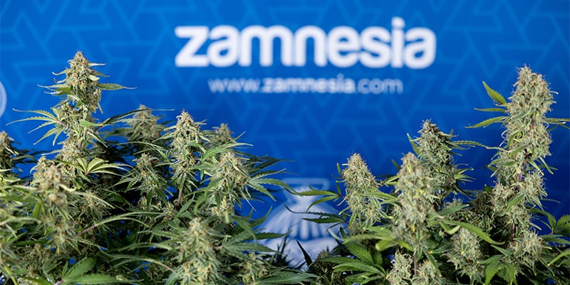 Green Cure CBD F1 Auto f&eacute;minis&eacute;e