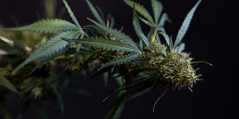Cosmos F1 CBD Auto f&eacute;minis&eacute;e