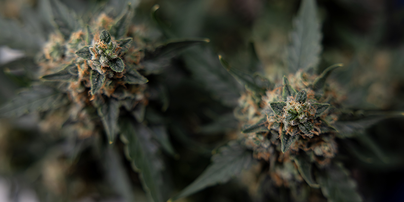 Honey Peach Auto CBD F&eacute;minis&eacute;e