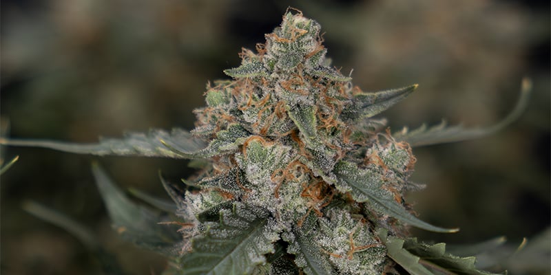 Sir Jack Auto Pure CBD f&eacute;minis&eacute;e
