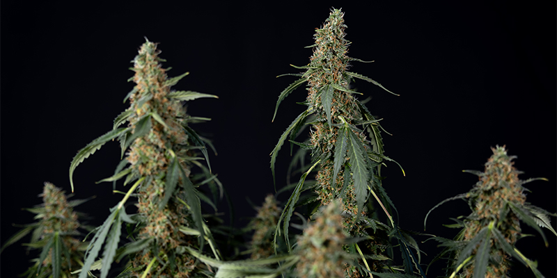 CBD ACDC f&eacute;minis&eacute;e
