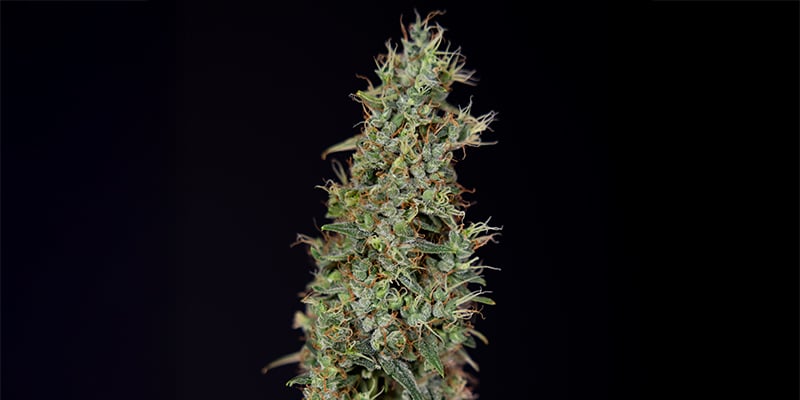 Kush'N'Cookies CBD f&eacute;minis&eacute;e