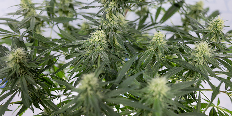 CBD Fix Auto F&eacute;minis&eacute;e