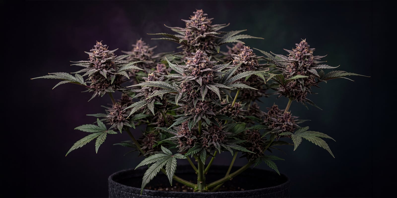 CBD Auto Blackberry Kush f&eacute;minis&eacute;e