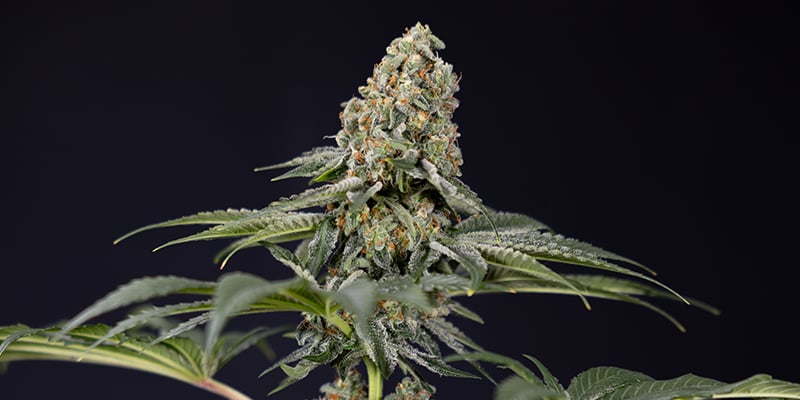 TNT Kush CBD f&eacute;minis&eacute;e
