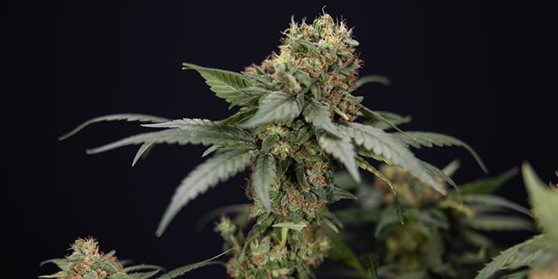 Choisir la bonne vari&eacute;t&eacute; CBD pour votre installation