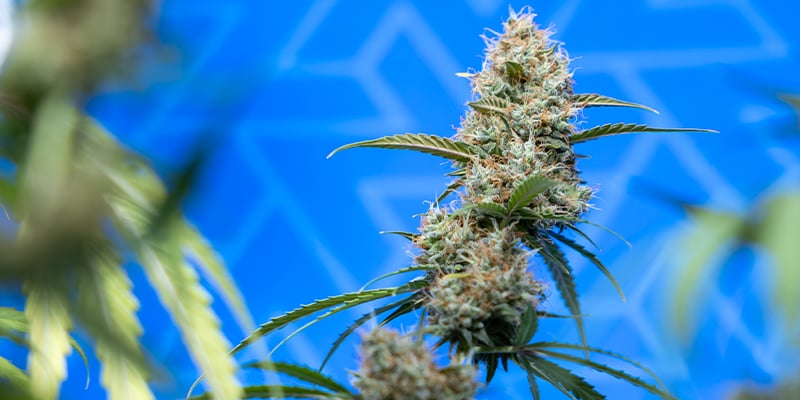 Trouvez la vari&eacute;t&eacute; CBD id&eacute;ale pour vous