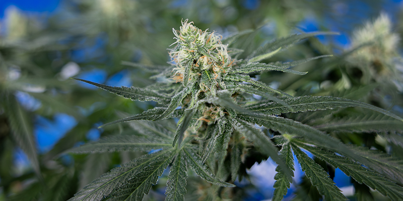 Qu'est-ce qui fait une bonne vari&eacute;t&eacute; CBD pour la culture &agrave; domicile ?