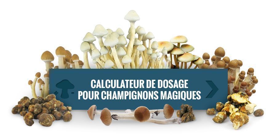 Calculateur De Dosage Pour Champignons Magiques