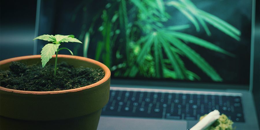 Quels Sont Les Meilleurs Sites Internet Pour Stoners ?