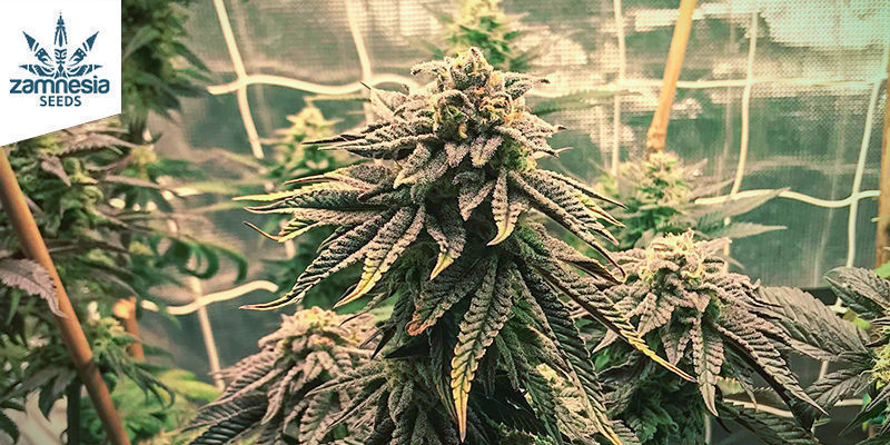 Blue Widow (Zamnesia Seeds)