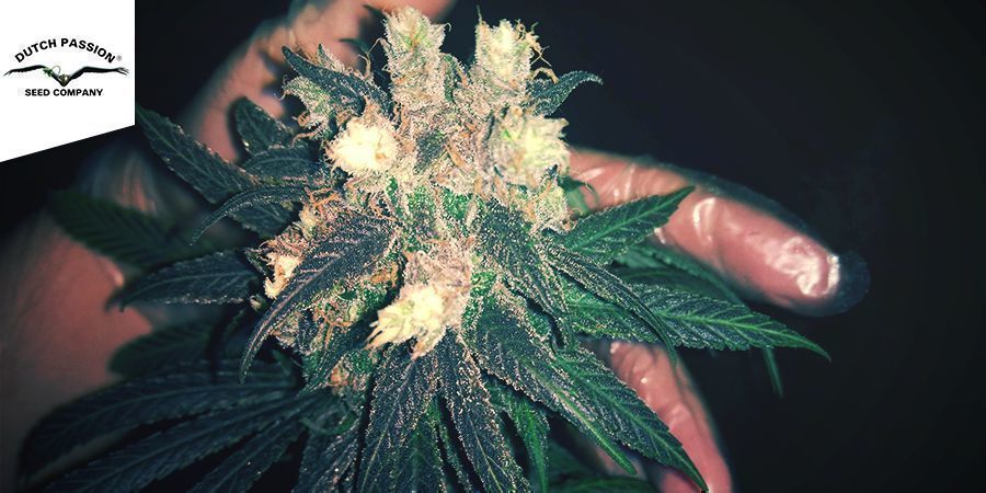 Frisian Dew (Dutch Passion)
