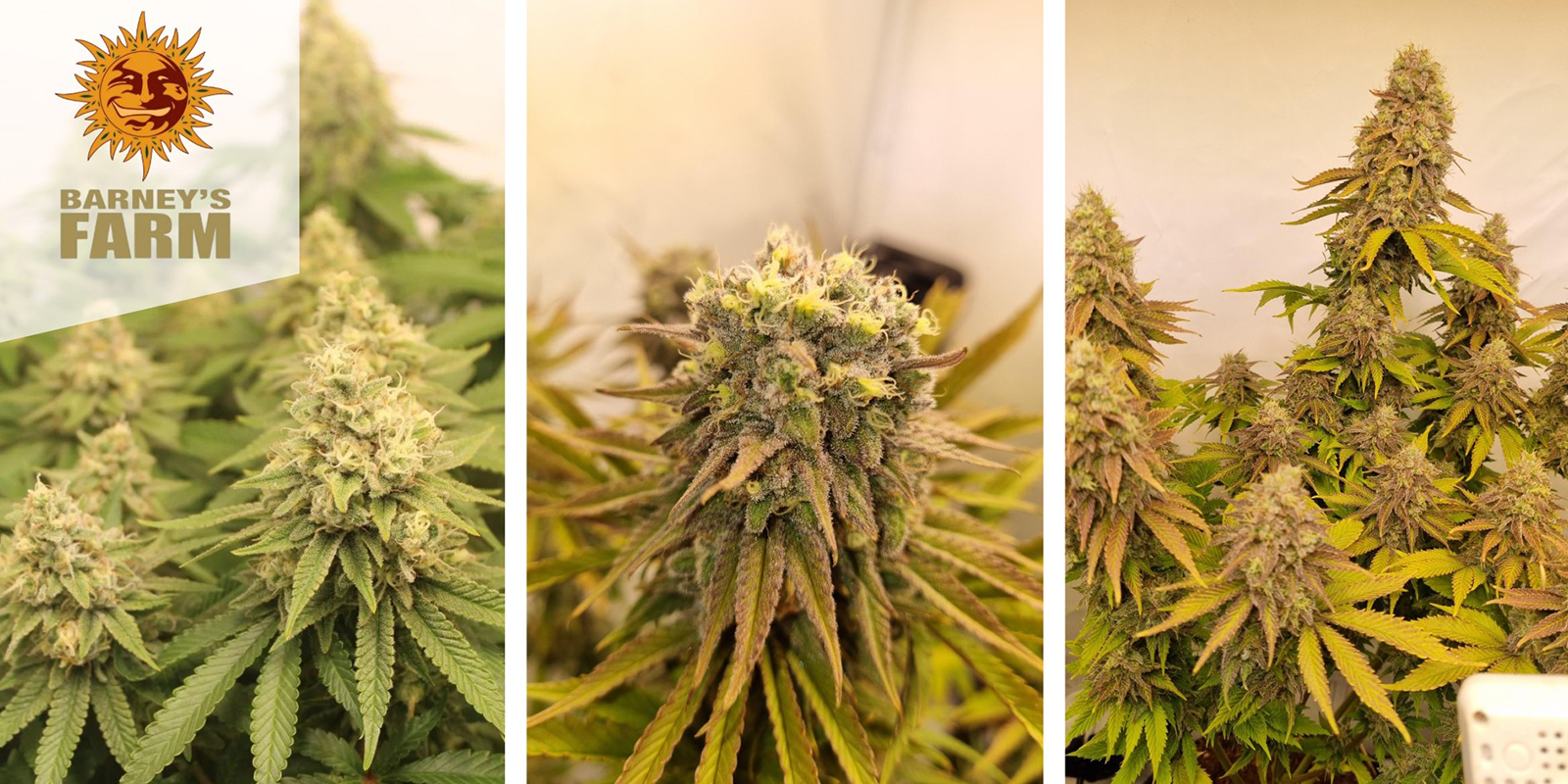 Biscotti (Barney's Farm) f&eacute;minis&eacute;e