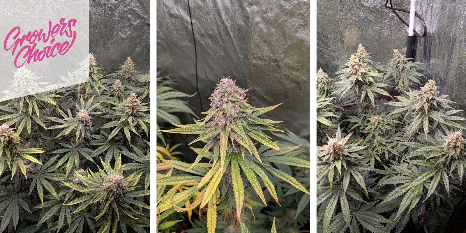 Gelato 41 (Growers Choice) f&eacute;minis&eacute;e