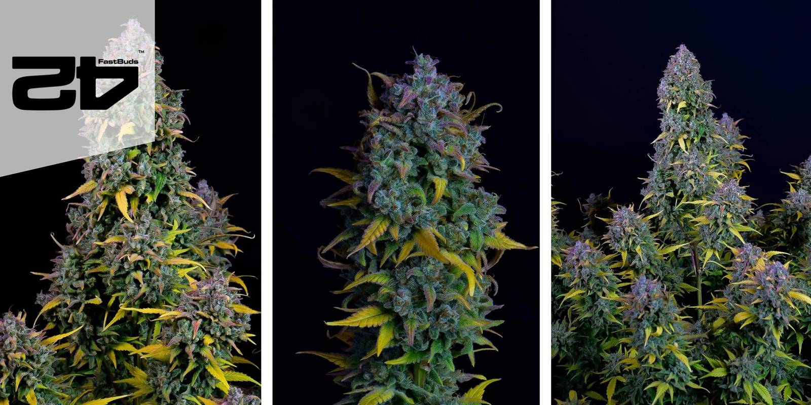 Gelato Auto (FastBuds) f&eacute;minis&eacute;e