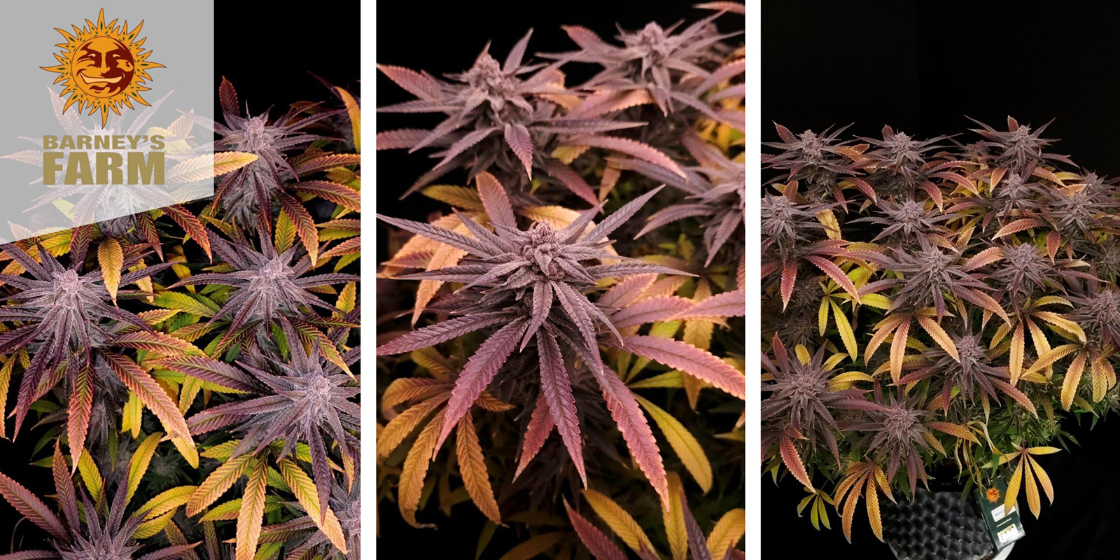 Mimosa Evo (Barney&rsquo;s Farm) f&eacute;minis&eacute;e