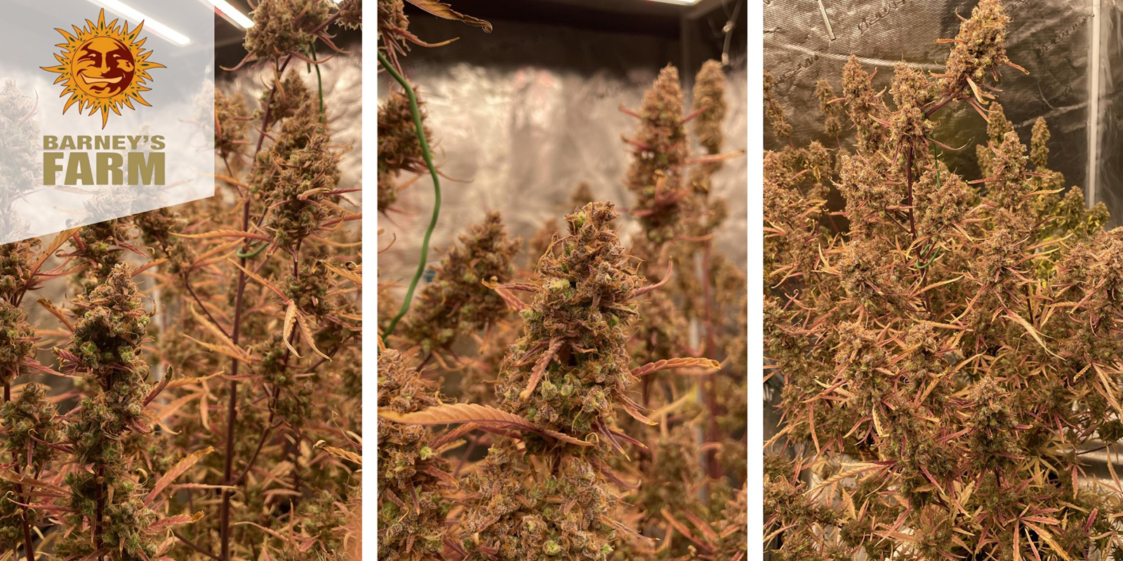 Mimosa x Orange Punch (Barney's Farm) f&eacute;minis&eacute;e