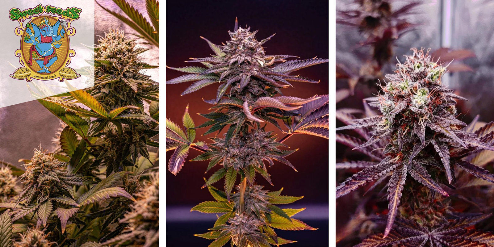 Sweet Mandarine Zkittlez F1 Fast Version (Sweet Seeds) f&eacute;minis&eacute;e