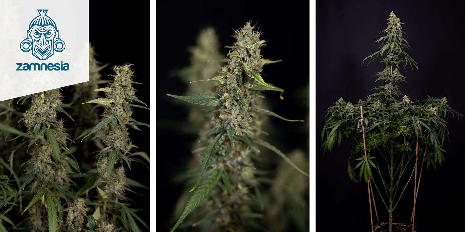 Tropicana Cookies (Zamnesia Seeds) f&eacute;minis&eacute;e