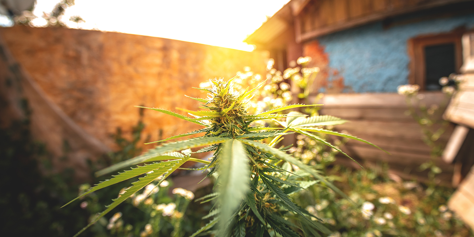 Pourquoi les Pays-Bas sont id&eacute;aux pour la culture en ext&eacute;rieur