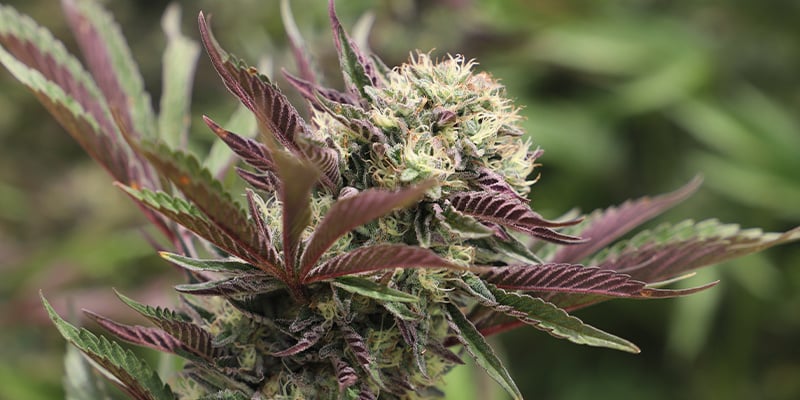 Alien OG Automatic