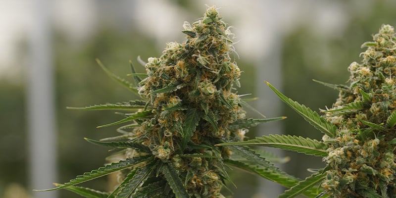 Critical Kush