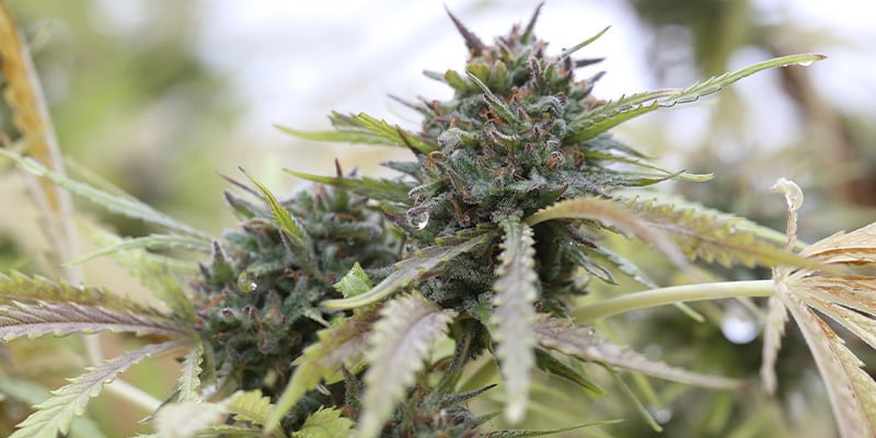 Early Skunk